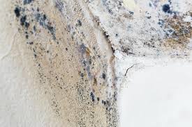 Professional Mold Removal & Remediation in Harriman, NY